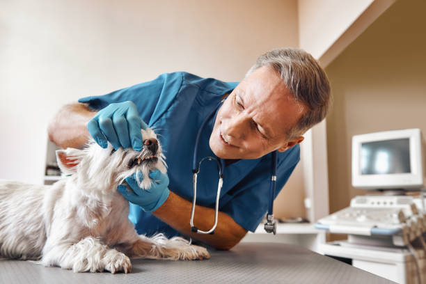 Best Weekend Emergency Dentist in Holmes Beach, FL